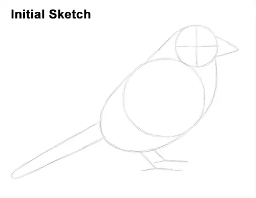 Draw House Sparrow Bird Initial Sketch