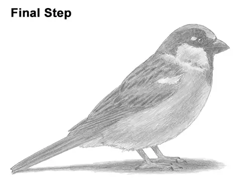 Draw House Sparrow Bird