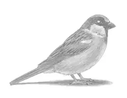How to Draw a House Sparrow Bird