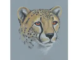 Cheetah Portrait Head