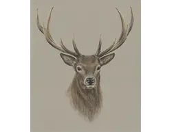 How to Draw a Deer Stag Buck Portrait Antlers