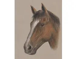 Horse Portrait Head Special Drawing