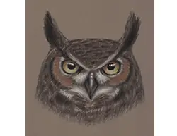 Special Drawing Great Horned Owl Head Portrait