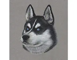 Husky Dog Portrait Head Special Drawing