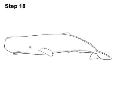 how to draw a sperm whale