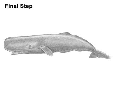 how to draw a sperm whale