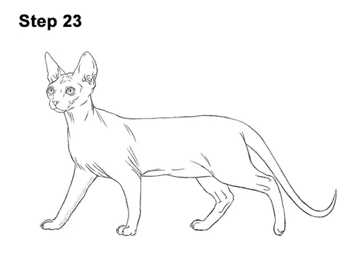 How to Draw a Cat (Sphynx) || VIDEO & Step-by-Step Pictures