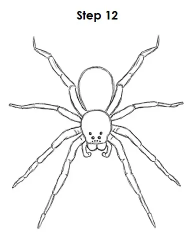 Draw Spider 12