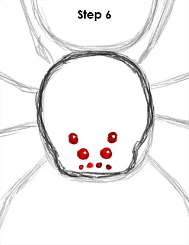 Featured image of post How To Draw A Tarantula For me the tarantula comes to my mind