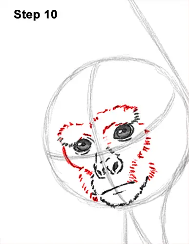 Draw Spider Monkey 10