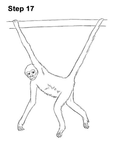 spider monkey drawing