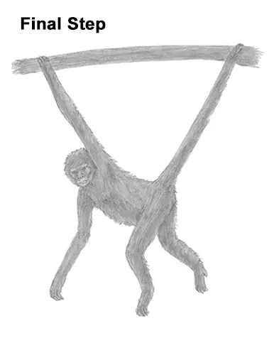 Draw Spider Monkey Last