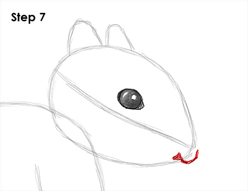 Squirrel Drawing 7 Draw Squirrel 7