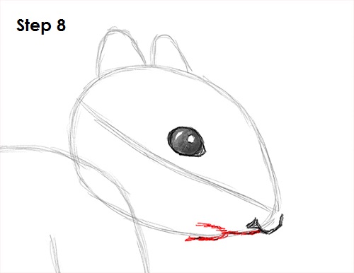 Squirrel Drawing 8 Draw Squirrel 8