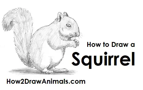 How to Draw a Gray Squirrel Nut Side View