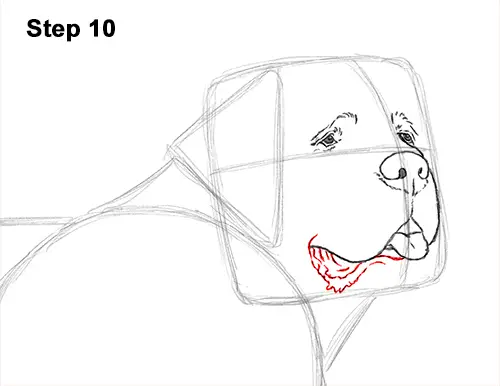 Draw St. Bernard Dog 10