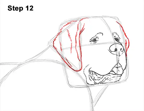 Draw St. Bernard Dog 12