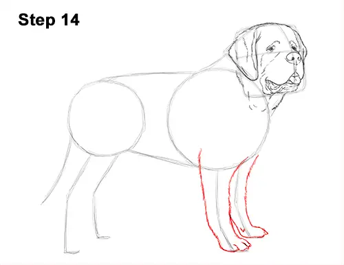 Draw St. Bernard Dog 14