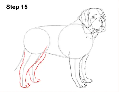 Draw St. Bernard Dog 15