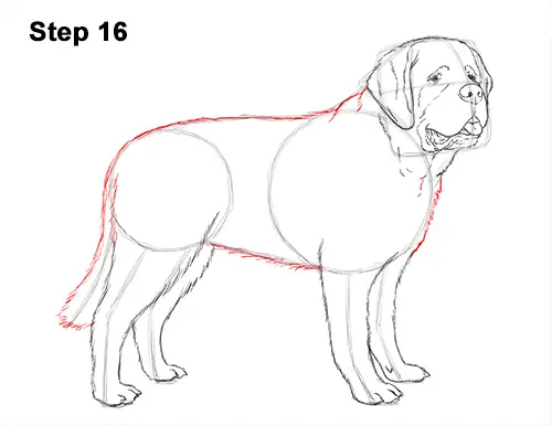 Draw St. Bernard Dog 16