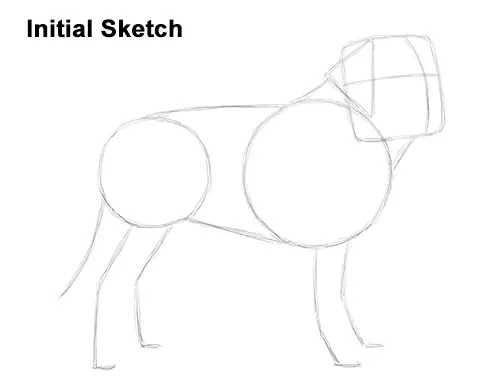 Draw St. Bernard Dog Sketch