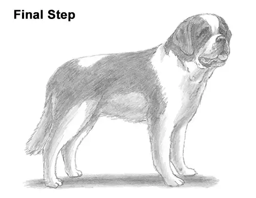 Draw St. Bernard Dog