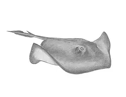 How to Draw a Southern Common Stingray