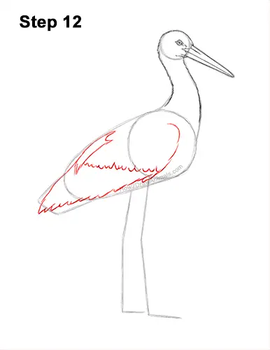 How to Draw a White Stork Bird Side View 12