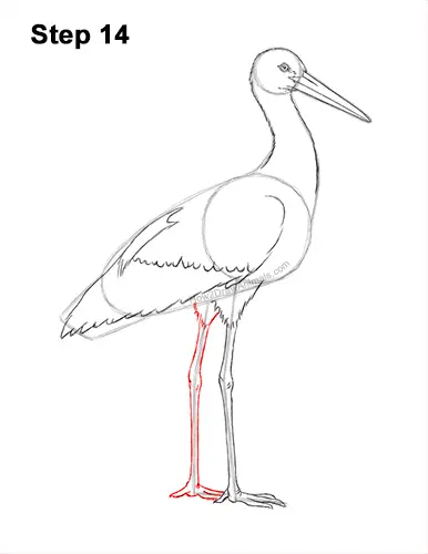 How to Draw a White Stork Bird Side View 14