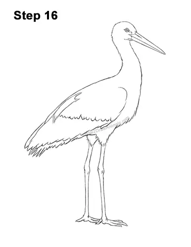 How to Draw a White Stork Bird Side View 16