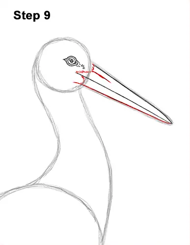 How to Draw a White Stork Bird Side View 9