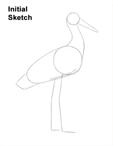 How to Draw a White Stork Bird Side View Guides Lines