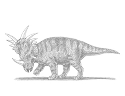 How to Draw a Styracosaurus Dinosaur