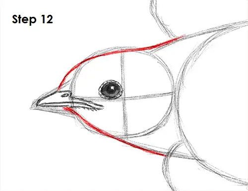 Draw Swallow Bird 12