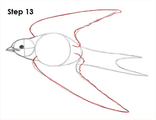 Draw Swallow Bird 13