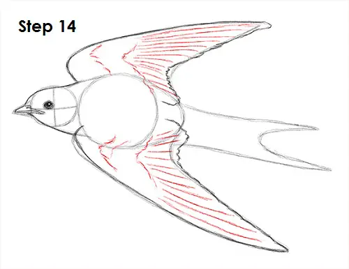 Draw Swallow Bird 14