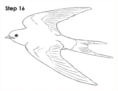 Draw Swallow Bird 16