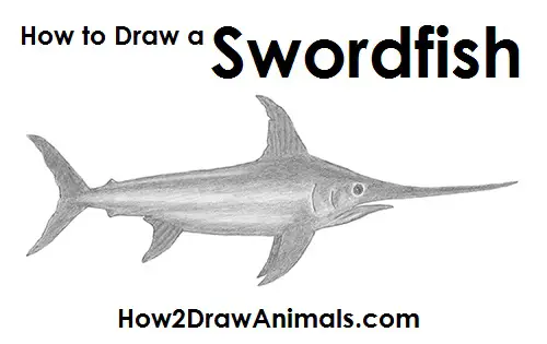 Draw Swordfish