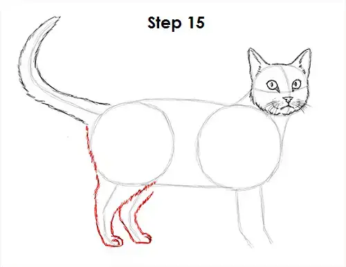 How to Draw a Cat (Tabby) VIDEO & Step-by-Step Pictures