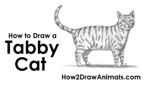 How to Draw a Tabby Cat Side View