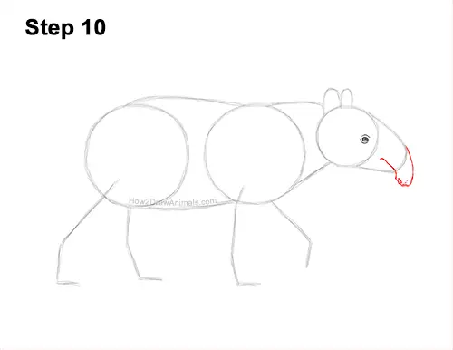 How to Draw a Tapir Malayan Asian Indian Side 10
