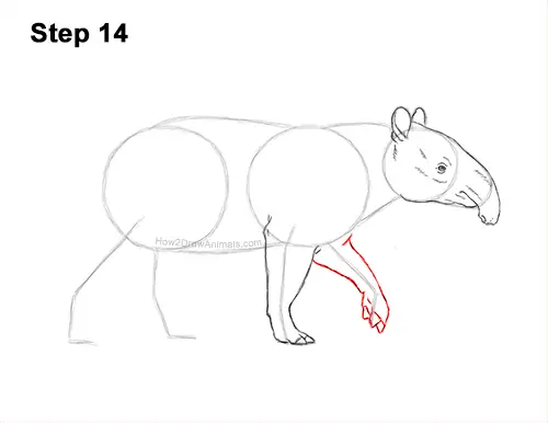 How to Draw a Tapir Malayan Asian Indian Side 14