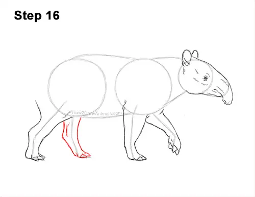 How to Draw a Tapir Malayan Asian Indian Side 16