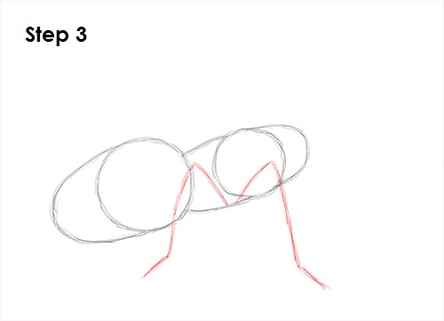 Draw Tarantula 3