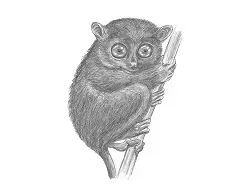 How to Draw a Philippine Tarsier