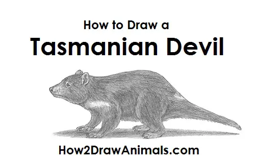 How To Draw A Tasmanian Devil