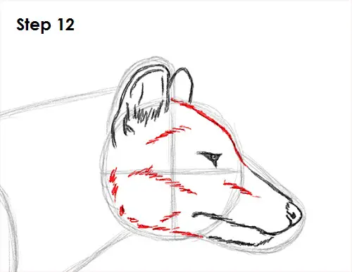 Draw Tasmanian Tiger 12