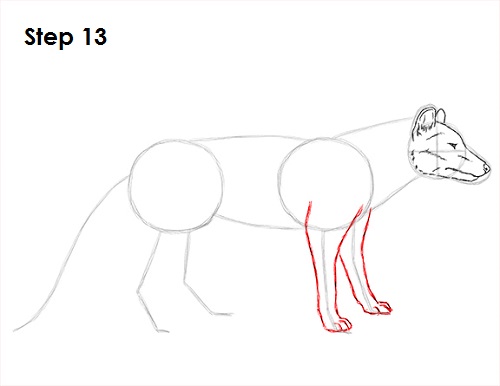 Draw Tasmanian Tiger 13