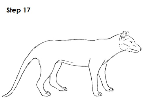 Draw Tasmanian Tiger 17