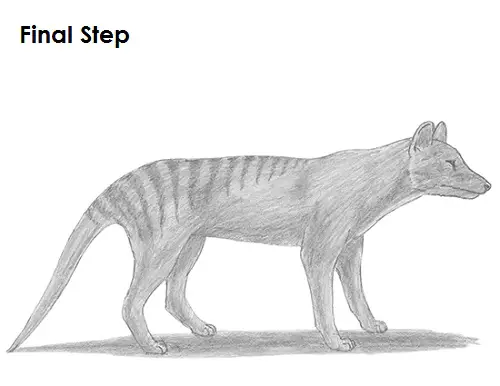Draw Tasmanian Tiger